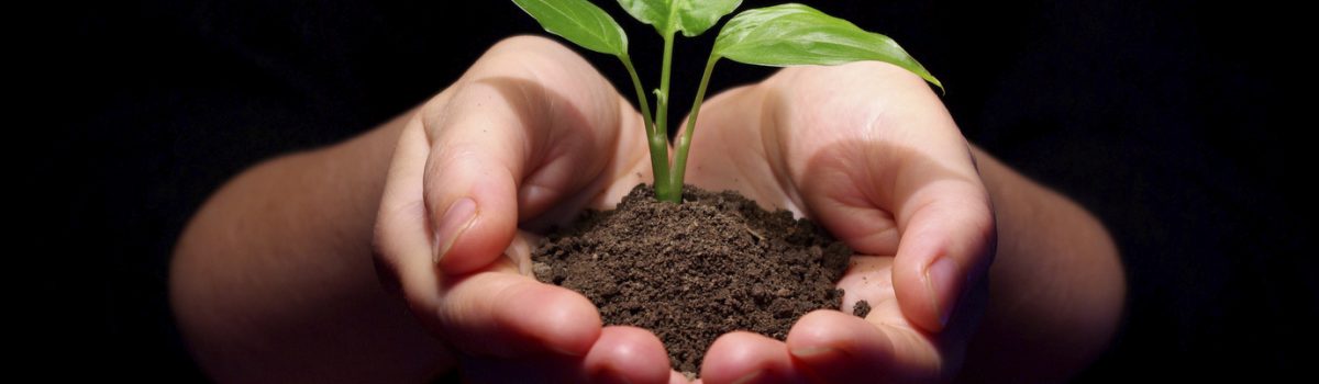 Hands holding sapling in soil